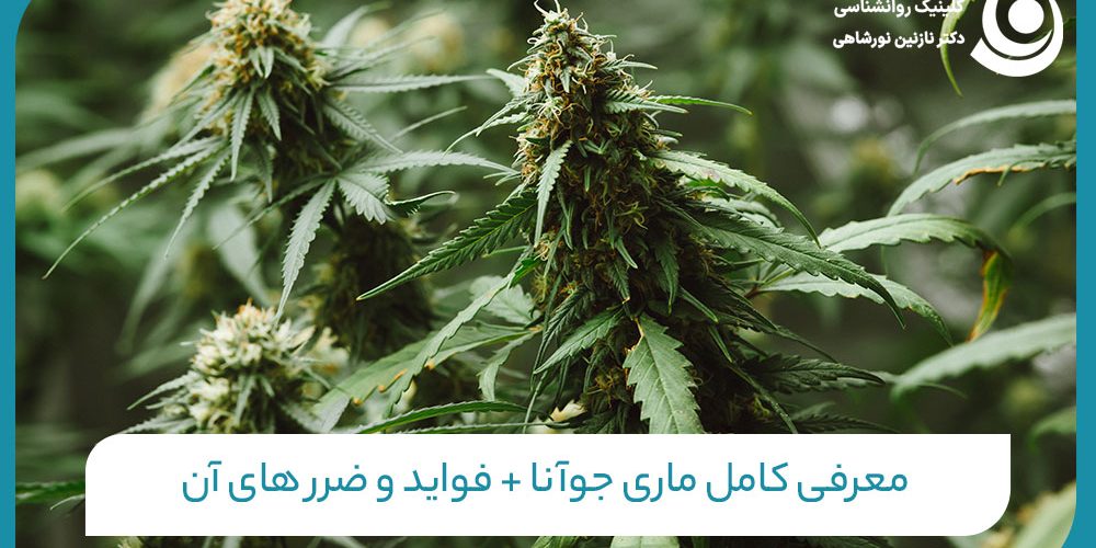معرفی کامل ماریجوانا + فواید و ضرر های آن