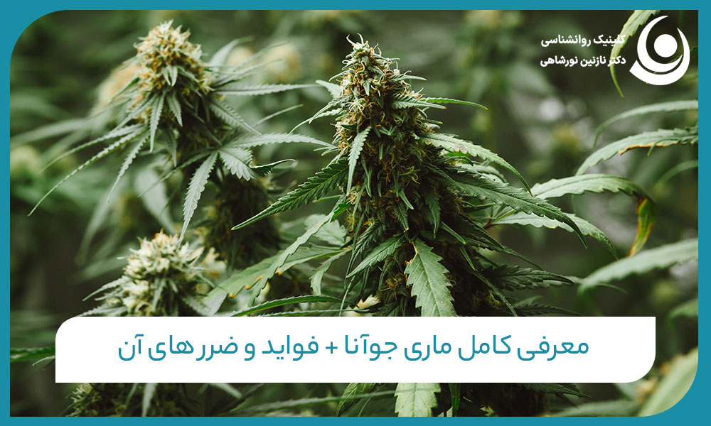 معرفی کامل ماریجوانا + فواید و ضرر های آن