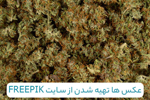 عکس ماریجوانا خشک شده